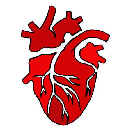 Anatomical heart. Vector illustration of the human heart. Hand drawn set human hearts. For cardiology or medical design.のイラスト素材