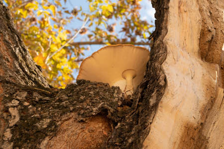 Cut a tree. Old tree with a mushroom on the trunk. Tree bark background.