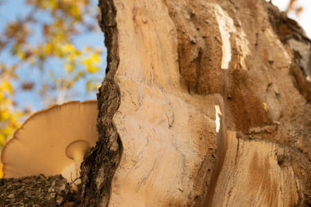 Cut a tree. Old tree with a mushroom on the trunk. Tree bark background.