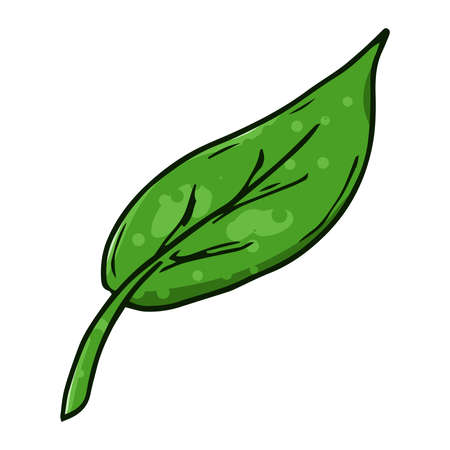 Leaf hand drawn. Vector illustration of spring leaf.のイラスト素材