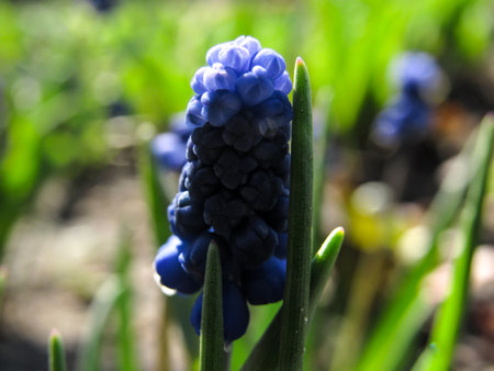 Blue grape hyacinths in the spring garden. Shallow depth of fieldの写真素材