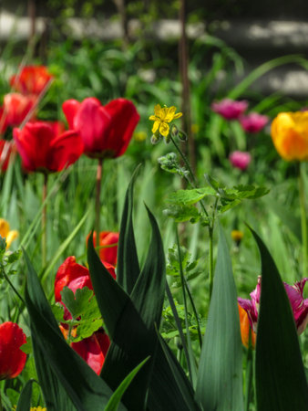 Red tulips and yellow tulips with green leaves in the garden. Verticalの写真素材