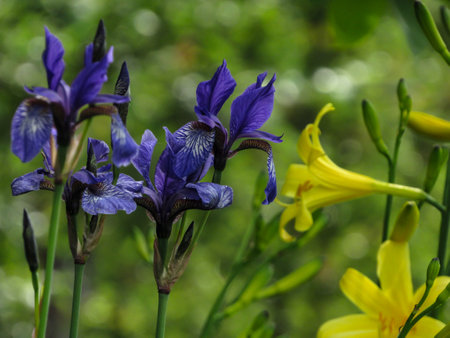 Siberian iris (Iris sibirica) and yellow lilies on a background of green foliageの写真素材