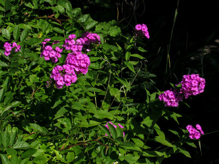 Purple flowers of Phlox paniculata in the gardenの写真素材