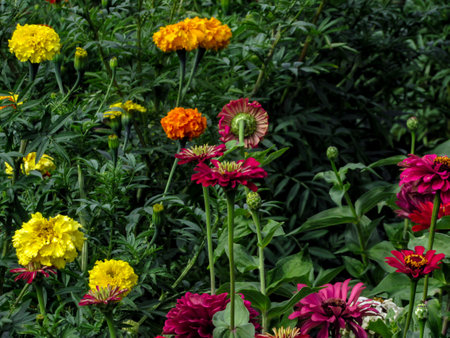Colorful zinnia flowers in the garden with green leaves backgroundの写真素材