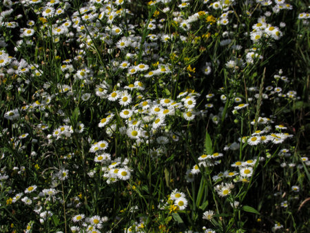 Field white daisy fleabane (Erigeron annuus) in the meadow in spring time.の写真素材