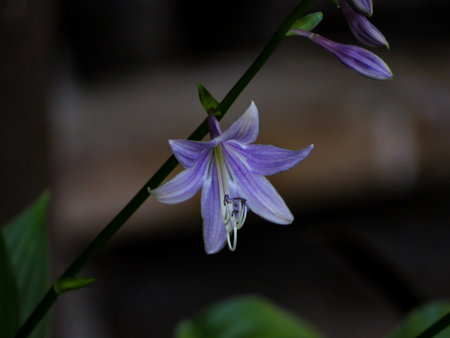 Beautiful blue plantain lily (Hosta ventricosa) flower on a dark background. Close-up.の写真素材