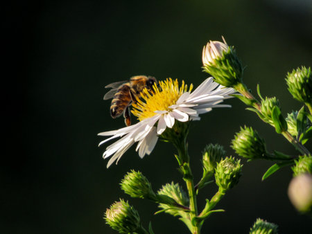 Bee on a white flower in the garden on a sunny autumn day.