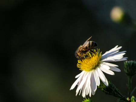 Bee on a white daisy in the garden. Macro photography.の写真素材
