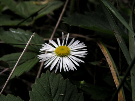 white daisy flower in the forest, closeup of a flowerの写真素材