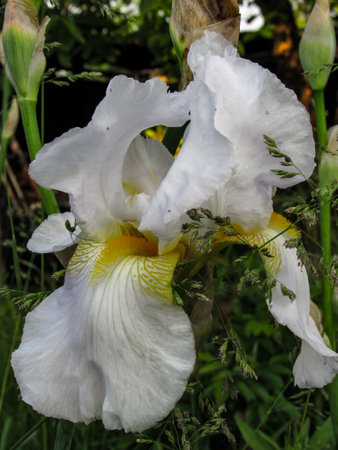Iris flower in the garden. White and yellow irises. Vertical photo.