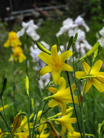 Yellow lilies and white irises in the garden on a summer rainy day. Vertical photo.の写真素材