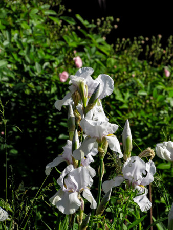 Beautiful white iris flowers in the garden on a sunny day. Vertical photo.