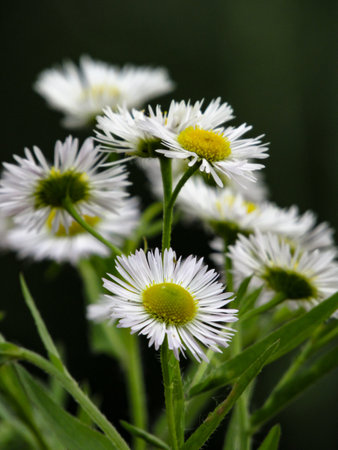 Beautiful daisy fleabane (Erigeron annuus) in the meadow. Selective focus. Close up. Vertical photo.の写真素材