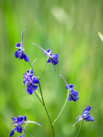 Larkspur flowers in a meadow on a sunny summer day. Vertical photo.の写真素材