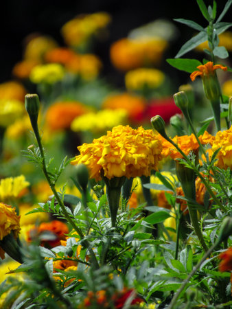 Orange marigold flowers in the garden. Shallow depth of field. Vertical photo.の写真素材