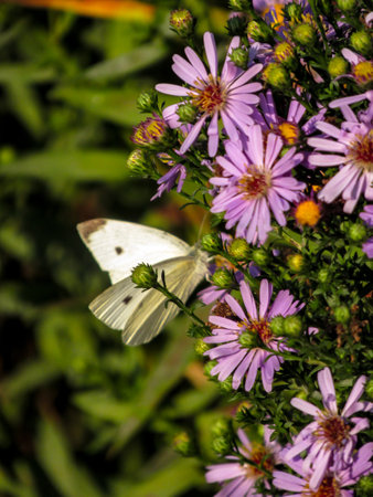 White Butterfly on a purple aster flower in a garden in the summer. Vertical photo.の写真素材