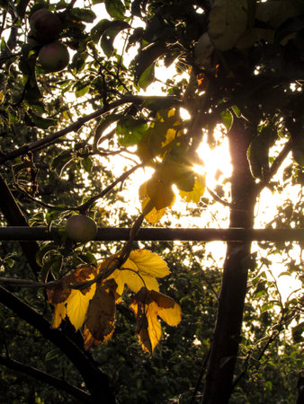 Sunset on a branch of an apple tree with yellow leaves. Close up.の写真素材