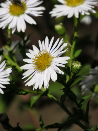 White aster in the garden, close-up of flowers.の写真素材
