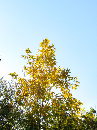 Yellow leaves on blue sky background. Autumn season. Nature background.の写真素材