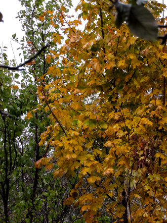 Autumn leaves on a tree in the forest. selective focus.の写真素材