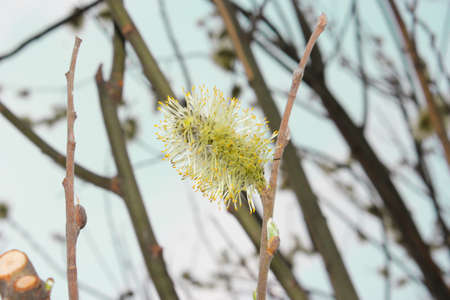 Spring flowering on young branches