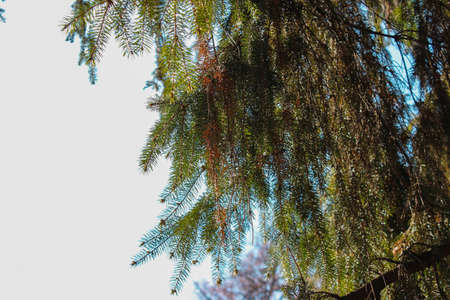 A spring morning in a spruce forestの写真素材