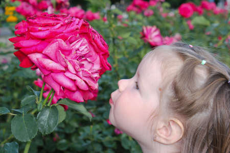 Adorable girl wants to kiss a blossoming roseの写真素材