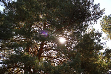 the sun is playfully peeping out from pine tree branchesの写真素材