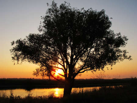 dawn on the banks of the river through the treesの写真素材