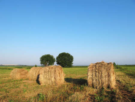 Bales of hay in a field on a background of blue sky.の写真素材