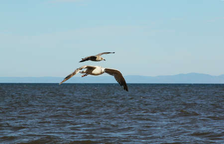 Seagulls on the sea.の写真素材