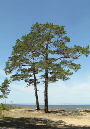 Pines ashore.の写真素材