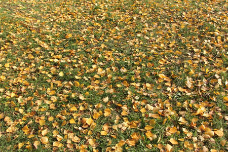 background of yellow autumn leaves.の写真素材