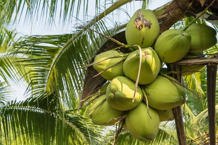 close up coconut on tree