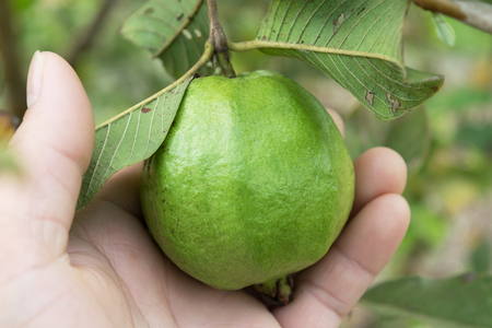 organic guava fruit on tree in close upの写真素材