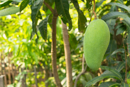 mangoes on the tree grow up in farmer gardenの写真素材