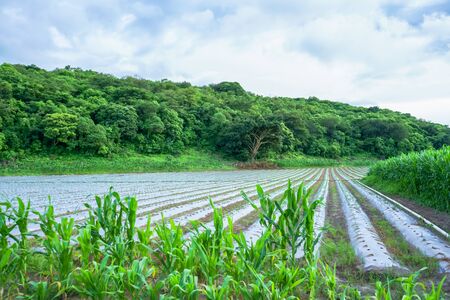 Corn and tomato grow in the same land.の写真素材