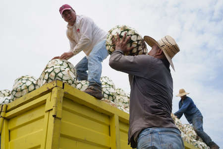 Tequila, Jalisco, Mexico - August 08 2020: Farmers are filling the truck with agave balls to take it to the tequila factory.のeditorial素材