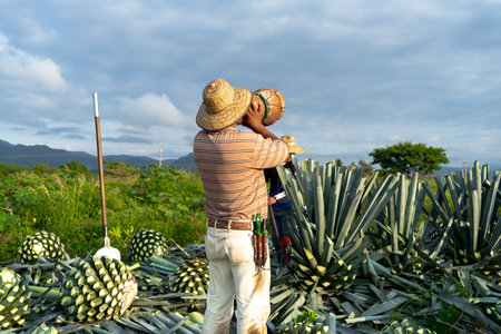 Tequila, Jalisco, a farmer is drinking water and in the agave field in the countryside.の写真素材