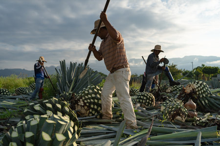 Tequila, Jalisco, Mexico - August 15, 2020: Farmers are working on the agave jima in the field to bring making tequila.のeditorial素材
