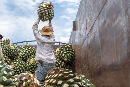 The farmer is throwing an agave ball on top of the truck.の写真素材