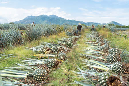 The farmer is throwing an agave ball on top of the truck.の写真素材