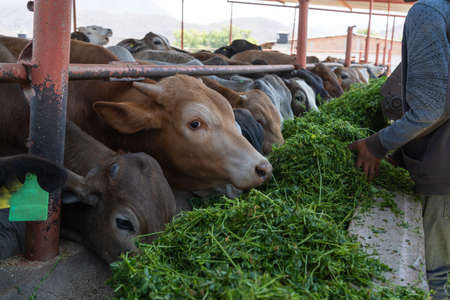 The farmer is feeding alfalfa to the cows.の写真素材
