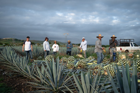 Tequila Jalisco, Mexico - August 15, 2020: Farmers are gathered in the agave field.のeditorial素材