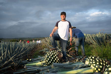 Tequila Jalisco, Mexico - August 15, 2020: There are many farmers cutting the agave to make tequila.のeditorial素材