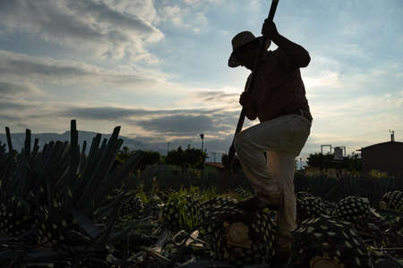 Tequila Jalisco, Mexico - August 15, 2020: The farmer is working on the agave since very early.