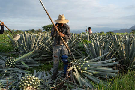 Tequila Jalisco, Mexico - August 15, 2020: The farmer is working with the agave in the field.のeditorial素材