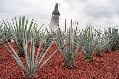 Agave plants in the Minerva square in Guadalajara Jalisco.の写真素材