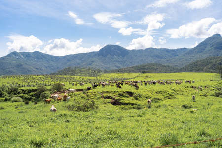 villages of Jalisco Mexico, landscape with cows grazing in the town of Mirandillas.の写真素材